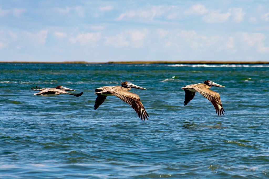 Pelican Posse